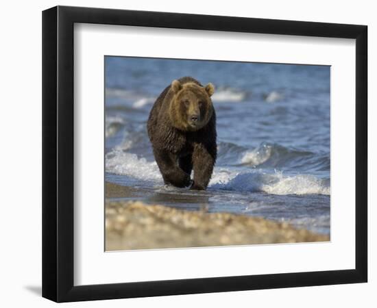 Brown Bear Beside Water, Kronotsky Nature Reserve, Kamchatka, Far East Russia-Igor Shpilenok-Framed Photographic Print