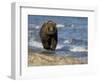 Brown Bear Beside Water, Kronotsky Nature Reserve, Kamchatka, Far East Russia-Igor Shpilenok-Framed Photographic Print