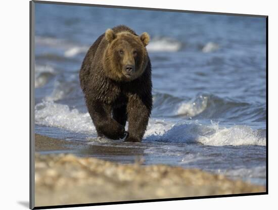 Brown Bear Beside Water, Kronotsky Nature Reserve, Kamchatka, Far East Russia-Igor Shpilenok-Mounted Photographic Print