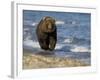 Brown Bear Beside Water, Kronotsky Nature Reserve, Kamchatka, Far East Russia-Igor Shpilenok-Framed Photographic Print