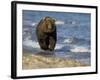 Brown Bear Beside Water, Kronotsky Nature Reserve, Kamchatka, Far East Russia-Igor Shpilenok-Framed Photographic Print