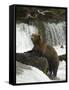 Brown Bear, Brooks Camp, Katmai National Park, Alaska, United States of America, North America-Richard Maschmeyer-Framed Stretched Canvas