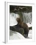 Brown Bear, Brooks Camp, Katmai National Park, Alaska, United States of America, North America-Richard Maschmeyer-Framed Photographic Print