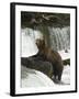 Brown Bear, Brooks Camp, Katmai National Park, Alaska, United States of America, North America-Richard Maschmeyer-Framed Photographic Print