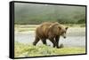 Brown Bear by River-Mary Ann McDonald-Framed Stretched Canvas