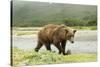 Brown Bear by River-Mary Ann McDonald-Stretched Canvas