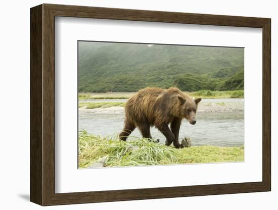 Brown Bear by River-Mary Ann McDonald-Framed Photographic Print