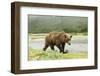 Brown Bear by River-Mary Ann McDonald-Framed Photographic Print