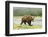 Brown Bear by River-Mary Ann McDonald-Framed Photographic Print