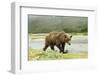 Brown Bear by River-Mary Ann McDonald-Framed Photographic Print