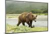 Brown Bear by River-Mary Ann McDonald-Mounted Photographic Print