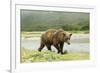 Brown Bear by River-Mary Ann McDonald-Framed Photographic Print