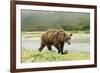 Brown Bear by River-Mary Ann McDonald-Framed Photographic Print