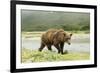 Brown Bear by River-Mary Ann McDonald-Framed Photographic Print