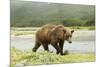 Brown Bear by River-Mary Ann McDonald-Mounted Photographic Print