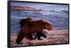 Brown Bear Carrying Cub, Alaska-null-Framed Poster