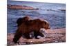 Brown Bear Carrying Cub, Alaska-null-Mounted Poster