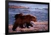 Brown Bear Carrying Cub, Alaska-null-Framed Poster