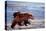 Brown Bear Carrying Cub in Alaska-null-Stretched Canvas