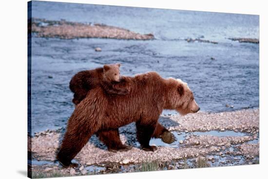 Brown Bear Carrying Cub in Alaska-null-Stretched Canvas