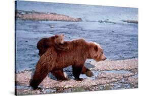 Brown Bear Carrying Cub in Alaska-null-Stretched Canvas