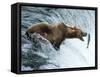 Brown Bear Catching a Fish-null-Framed Stretched Canvas