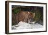 Brown Bear catching salmon at Brooks Falls, Katmai National Park, Alaska, USA-Keren Su-Framed Photographic Print