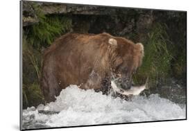 Brown Bear catching salmon at Brooks Falls, Katmai National Park, Alaska, USA-Keren Su-Mounted Photographic Print