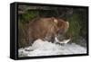 Brown Bear catching salmon at Brooks Falls, Katmai National Park, Alaska, USA-Keren Su-Framed Stretched Canvas