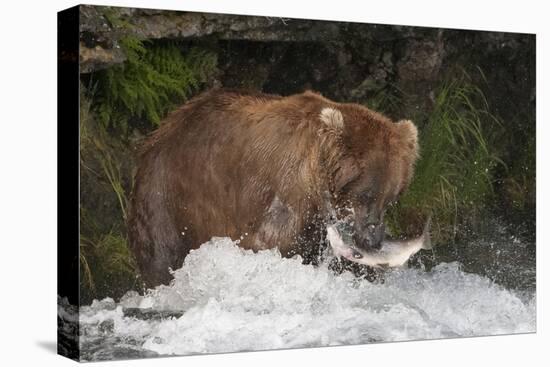 Brown Bear catching salmon at Brooks Falls, Katmai National Park, Alaska, USA-Keren Su-Stretched Canvas