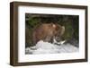 Brown Bear catching salmon at Brooks Falls, Katmai National Park, Alaska, USA-Keren Su-Framed Photographic Print