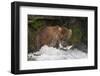 Brown Bear catching salmon at Brooks Falls, Katmai National Park, Alaska, USA-Keren Su-Framed Photographic Print