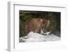 Brown Bear catching salmon at Brooks Falls, Katmai National Park, Alaska, USA-Keren Su-Framed Photographic Print