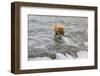 Brown Bear catching salmon at Brooks Falls, Katmai National Park, Alaska, USA-Keren Su-Framed Photographic Print