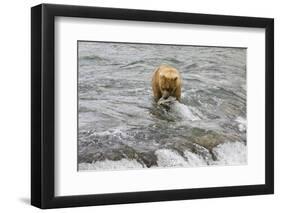 Brown Bear catching salmon at Brooks Falls, Katmai National Park, Alaska, USA-Keren Su-Framed Photographic Print