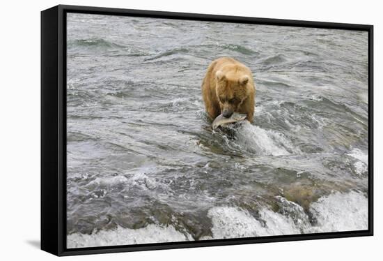 Brown Bear catching salmon at Brooks Falls, Katmai National Park, Alaska, USA-Keren Su-Framed Stretched Canvas