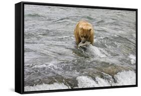 Brown Bear catching salmon at Brooks Falls, Katmai National Park, Alaska, USA-Keren Su-Framed Stretched Canvas