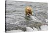 Brown Bear catching salmon at Brooks Falls, Katmai National Park, Alaska, USA-Keren Su-Stretched Canvas