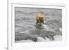 Brown Bear catching salmon at Brooks Falls, Katmai National Park, Alaska, USA-Keren Su-Framed Photographic Print