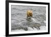 Brown Bear catching salmon at Brooks Falls, Katmai National Park, Alaska, USA-Keren Su-Framed Photographic Print