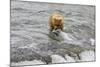 Brown Bear catching salmon at Brooks Falls, Katmai National Park, Alaska, USA-Keren Su-Mounted Photographic Print