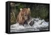 Brown Bear catching salmon at Brooks Falls, Katmai National Park, Alaska, USA-Keren Su-Framed Stretched Canvas