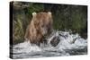 Brown Bear catching salmon at Brooks Falls, Katmai National Park, Alaska, USA-Keren Su-Stretched Canvas