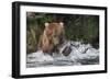 Brown Bear catching salmon at Brooks Falls, Katmai National Park, Alaska, USA-Keren Su-Framed Photographic Print