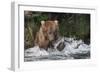 Brown Bear catching salmon at Brooks Falls, Katmai National Park, Alaska, USA-Keren Su-Framed Photographic Print