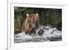 Brown Bear catching salmon at Brooks Falls, Katmai National Park, Alaska, USA-Keren Su-Framed Photographic Print