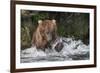 Brown Bear catching salmon at Brooks Falls, Katmai National Park, Alaska, USA-Keren Su-Framed Photographic Print