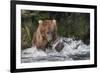 Brown Bear catching salmon at Brooks Falls, Katmai National Park, Alaska, USA-Keren Su-Framed Photographic Print