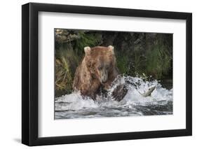 Brown Bear catching salmon at Brooks Falls, Katmai National Park, Alaska, USA-Keren Su-Framed Photographic Print