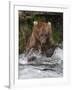 Brown Bear catching salmon at Brooks Falls, Katmai National Park, Alaska, USA-Keren Su-Framed Photographic Print